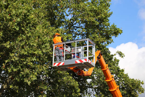 Best Tree Health Inspection  in Northlake, TX